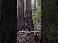 The Tallest Trees In The World Live For Thousands Of Years And Survive Wildfires - Redwoods