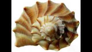 Patterns in Nature