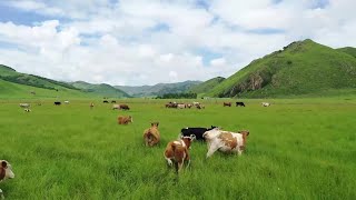 夏を迎えたウラン・モド草原　内モンゴル自治区