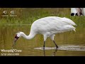 Jan 2023 Whooping Cranes Intl Crane Foundation - Stephanie Schmidt