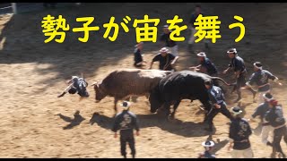 勢子が宙を舞う　門兵エvs金龍【小千谷の角突き】2022年10月場所