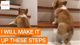 Corgi First Attempt Climbing the Stairs