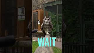 The Art of Owl Dance: A Spectacular Display #shorts #pets #animals