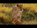 Big Brother Lion | Little Big Cat | BBC Earth