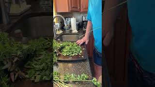 Master the Art of Drying Oregano #gardening