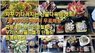 산골다육이셋트 7종35000원부터 무료배송! #파랑새군생 #미인경철화 #우리연느군생 #제스타철화 #판도라 #골드젤리 #나나캔군생 #해피군생