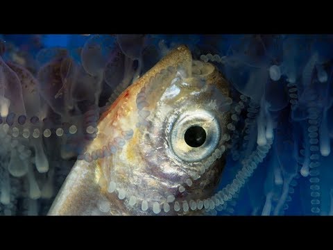 What eats the Portuguese Man-of-War?