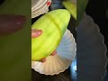 Mangga kiojay mengkel#shortvideo #shorts #china #fruit