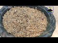 cactus seed growing tips കള്ളി മുള്‍ ചെടി വിത്ത് നട്ടു വളര്‍ത്താം