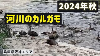 2024年秋 河川のカルガモ