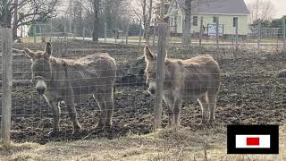 Mules Stealing the Spotlight from Donkeys