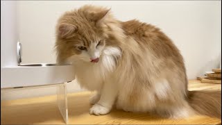 【癒し】サイベリアン猫のご飯タイム #24