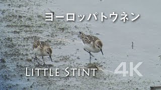 野鳥撮影・ ヨーロッパトウネン