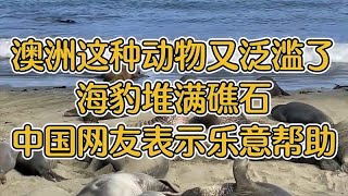 澳洲这种动物又泛滥了，海豹堆满礁石，中国网友表示乐意帮忙！