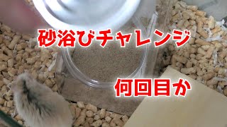 何回目なのか 砂浴びチャレンジ ロボロフスキーハムスター  Roborovski hamster