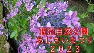 涸沼自然公園あじさいまつり 2023/06/28