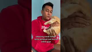 Tebak harga kucing persia lucu ini 😊