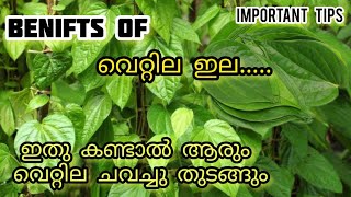 ഇതു കണ്ടാൽ ആരും വെറ്റില ചവച്ചു തുടങ്ങും|Benifits of വെറ്റില ഇല|Important tips|Vattila|FIZA'S WORLD