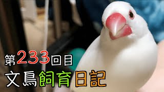 文鳥飼育日記第233回目