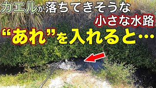 こんな狭い水路でまさかの水面爆発…【柳川クリーク】