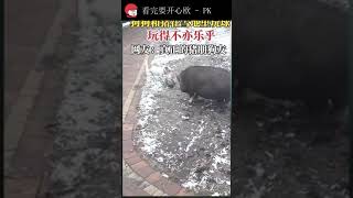 狗狗和猪在当雪地玩雪球，玩得不亦乐乎。网友：真正的猪朋狗友