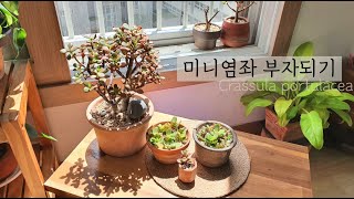 [베란다가든]다육이 초보용 순둥이 염좌키우기 화월 염좌가지치기 다육이삽목 염좌번식 염좌물주기 (돈나무)