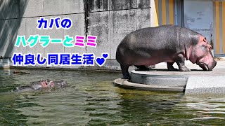 【愛媛県とべ動物園】カバのハグラー🦛とミミ🦛仲良し同居生活💕