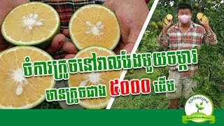 ចំការក្រូចនៅវាលវែង មួយចម្ការមានក្រូចជាង ៥០០០ ដើម