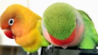 コザクラインコ　ボタンインコ　正月時間潰し用動画