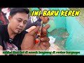 INI BARU KEREN‼️SELEKSI DI SAWAH LANGSUNG DI REVIEW HARGANYA‼️ TOBEL KOI BLITAR‼️