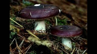 Russula caerulea