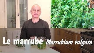 Le marrube (Marrubium vulgare) : dépuratif, indigestions, bronchites, palpitations