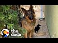 Rescue Crow Goes On Walks With His Favorite German Shepherd | The Dodo Wild Hearts