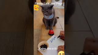 Funniest Animals 2023 Funniest Cats and Dogs Part 2 cute animals beautiful