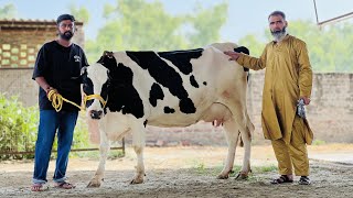 अगर पंजाब में गाय खरीदने आना ही है तो फिर क्यों ना सस्ती गए खरीदी जाए || Mannat Dairy Farm