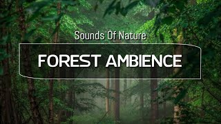 4K RELAXING NATURE SOUNDS, BUSH AMBIENCE BY RIVER, FOREST, BIRDS AND INSECTS