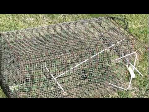 Make your own Rabbit trap using recycled materials Make your own Rabbit trap using recycled materials