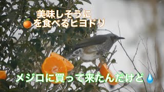 まるおの母　まるこの宿根草と低木の庭　2023 01 28 朝起きるとまた一面真っ白になってた庭。スズメの学校給食、大賑わい。スズメはヒマワリのタネだけじゃなく、牛脂にも手を出し始めた😱野鳥観察日和