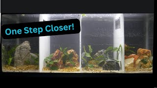 Simple DIY Aquarium Dividers for Betta! (Betta Project Episode 2)