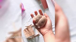 Hamsterdingding．老公公鼠為了回家而上手了XD．倉鼠．小露寶．小路寶．老公公鼠