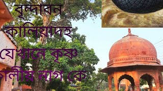 বৃন্দাবনের কালিয়াদহ , যেখানে কৃষ্ণ কালীয় নাগকে বধ করে। brindaban kaliyadah। 5500 old kadam tree.