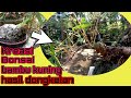 Kreasi bonsai bambu kuning #bonsaibambu #bambuunik