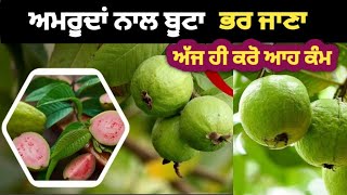 Guava farming | ਦੇਖੋ ਮਾਲੀਆ ਵਾਲਾ ਖਾਸ ਨੁਕਤਾ,ਅਮਰੂਦ ਹੀ ਅਮਰੂਦ ਹੋ ਜਾਣਗੇ