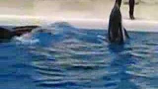 Dolphin show 2