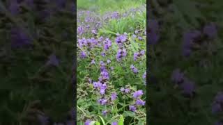 നീലകുറിഞ്ഞി പരുന്തുംപാറയിൽ പൂത്തപ്പോൾ(neelakurinji spotted at parunthumpara)