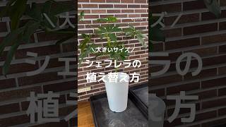 大きいサイズのシェフレラをお洒落に植え替えてみた！#観葉植物 #観葉植物インテリア #観葉植物のある暮らし #植え替え #観葉植物育て方 #植物 #育て方 #シェフレラ