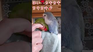 【人間の言葉が分かる可愛いインコがこちらです】#Shorts#コザクラインコ#インコ#lovebirds