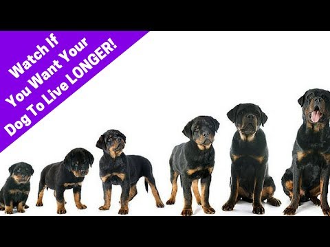3 Tips To Make Your Dog Live Longer! How To Increase Your Dog's Lifespan. 3 Tips To Make Your Dog Live Longer! How To Increase Your Dog's Lifespan.