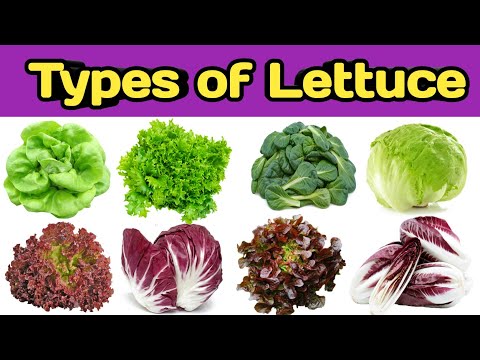 What is lettuce called in India?