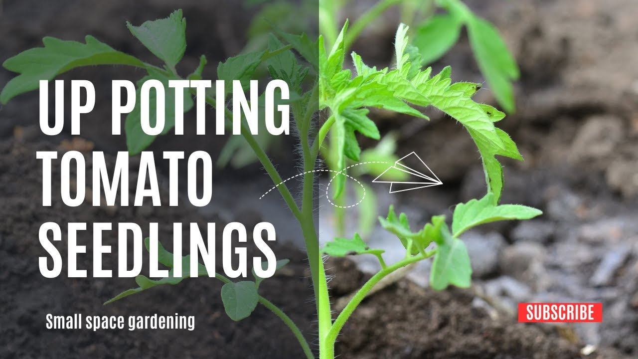 Up Potting Tomato Seedlings Youtube